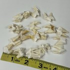 Lot Of 20 Real Coyote Molars Teeth Taxidermy Art Weird Odd Project Unqiue   1682