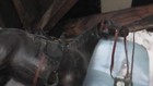 Handmade Animal Large Leather Horse 24 Inches Tall