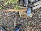 Very Rare Vintage Phantom Beveled Boys Axe On Killenger 22    Hickory Handle