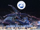 Shrimplive 10 1  Orange Eye Blue Tiger  Freshwater Shrimps Live Guarantee 