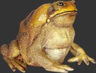 Cane Toad Replica