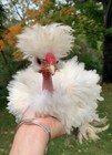 4 Frizzle X Naked Neck X Silkie Cross Chicken Hatching Eggs For Sale