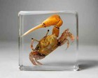 Fiddler Crab In Resin  Tiny Real Crab Specimen  Oddities  Uca Crassipes