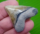 Bone Valley Megalodon Shark Tooth - Green  