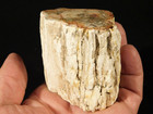 225 Million Year Old  Polished Petrified Wood Fossil Madagascar 284gr