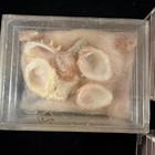 Florida Seashell Collection Tiny Shells See Pics For Data  a179 