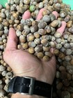 3 Lbs Floated Acorns - Bur Oak Fresh 2025 Drop New Oak Acorn  Some Capped