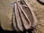 Unidentified Starfish And Fossil Crinoid  Crawfordsville  In