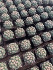 Coryphantha Elephantidens Cactus Raresucculent Plant Selfroot 6-8cm