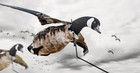 Deadly Decoys Duck And Goose Flyer Decoys -3 Pack Decoy