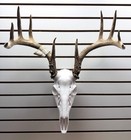 3d Printed Whitetail Deer Euro Mount   Multiple Sizes   Mount Shed Antlers