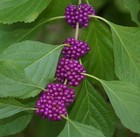 100  Purple American Beauty Berry Beautyberry Callicarpa Americana Organic Seeds