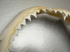 Large Bull Shark Jaws - Awesome Huge Museum Quality 11    Educational Jaw