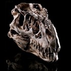 Tyrannosaurus T-rex Skull Resin Fossil Model Tooth Dinosaur Rex Replica Bone New