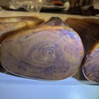 Bakelite Catalin Handles 400 Gr