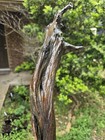  pilgrim Of Trees  Staff walking Stick  70  Tall Texas Cedar