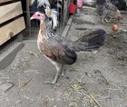 Gamefowl Clement Grey 6 Fertile Eggs
