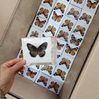 Real Butterfly Specimens Butterfly Specimens Of Different Colors And Styles Used