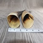 2 Polished Cow Horns  560    Natural Colored