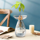 Avocado Hydroponic Vase Transparent Plant Propagation Station Glass Avocado Tree