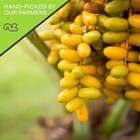 Nut Cravings Medjool Dates   all Natural Kosher  No Sugar Added  Fresh Bag  Bulk