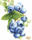 Blueberry Bead Embroidery Scheme On Canvas Diy Stamped Printed Pattern Ta-484
