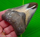Megalodon Shark Tooth Real Fossil 3 68    No Restorations Sharks Teeth
