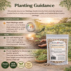 Moringa Seeds With Wings Semillas De Moringa Oleifera Pepa Malunggay Wholesale