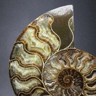 1pc Natural Ammonite Conch Crystal Specimen Healing Reiki 140g 