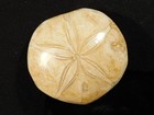 Big  Polished 150 Million Year Old  Sand Dollar Fossil Madagascar 166gr