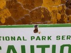 Vintage National Park Service Porcelain Sign Caution Do Not Feed Bears Smokey