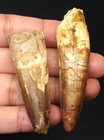 Spinosaurus Dinosaur Teeth Fossils - 2 41      2 22  - Real Dinosaurs Teeth