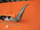 Mounted Steer Bull  Horns 5 5  Tip To Tip  392 Bull Horn Longhorn 17  Base