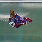 Plakat Red Barongsai Male Betta  au09