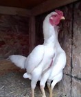 4 Rare Assorted Shamo Bantam  Oriental Gamefowl Hatching Eggs