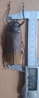 1 Pairs Xixuthrus Granulipennis  