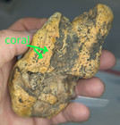 Update  Update  Fossil Identified-290 To 320 Million Years Old--the Supai Group