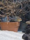 Group Of Geophagus Red Head Tapajos 1 To 1 5 Inch Free 2 Day Shipping