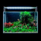 Upright Driftwood Majesty  Aquarium Layout  Nature Desktop Aquarium