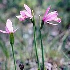 Pogonia Ophioglossoides Orchid Starter Grow Kit   Perfect Gifts   Presents