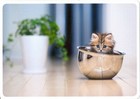The Funniest Ginger Kitten Cat Art Russian New Modern Postcard