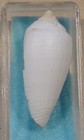 Conus Anemone 35mm Australia Formerly Anemone Singletoni