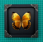 Framed Real Butterfly Taxidermy Pinned Insect Oddities Home Decor Christmas Gift