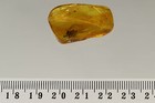 Beautiful Flower On Twig Rare Plant Inclusion Baltic Amber   Hq Picture 170323
