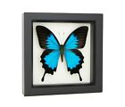 Real Framed Butterfly Papilio Ulysses Blue Mountain Swallowtail 6x6 Display