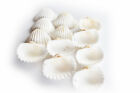 4 Lb Beautiful White Ark Shells  1 5-1 75   Beach Wedding Decor Arts Crafts Fill