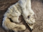 Beautiful   Extra Fluffy  Wallhanger Snow Glow Fox Pelt 