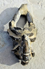 Australian Scorpion Mud Lobster     Thalassina Anomala     5 0  Long