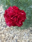 Fern Leaf Double Peony Tubers