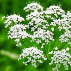 Anise Herb Seeds  Licorice Herb  Non-gmo  Heirloom  Variety Sizes  Free Shipping